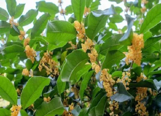 植物常识问题|名贵桂花品种排名 什么桂花树最名贵最香