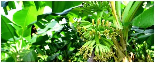 香蕉树是什么植物 | 三农答疑