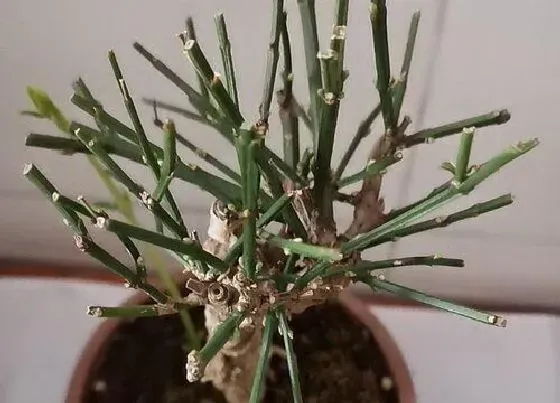 植物常识问题|白蜡盆景怎么养护长得快 养殖与管理方法