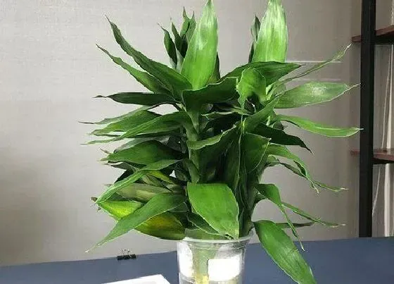 植物常识问题|竹子品种