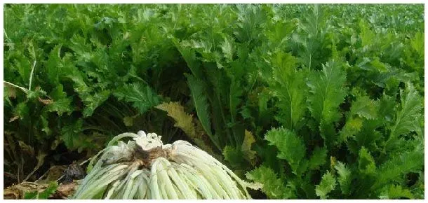 雪菜和芥菜是同一种吗 | 三农答疑