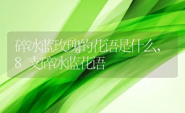 碎冰蓝玫瑰的花语是什么,8支碎冰蓝花语 | 养殖常见问题