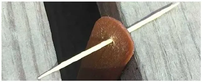 巢虫清木片多少钱一包？ | 农业问题