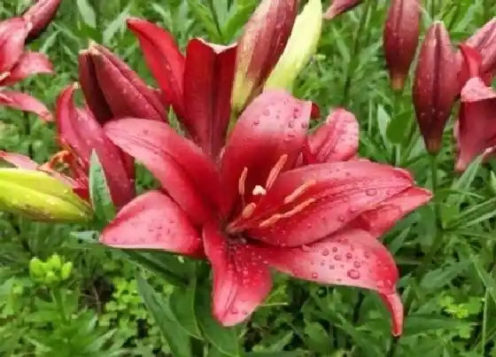 植物常识问题|食用百合的种植方法