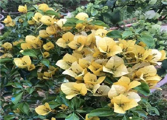 植物常识问题|开春如何养护三角梅
