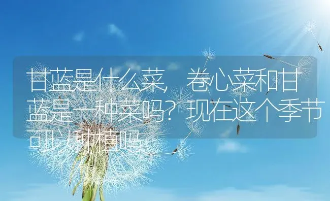 甘蓝是什么菜,卷心菜和甘蓝是一种菜吗？现在这个季节可以种植吗 | 养殖常见问题
