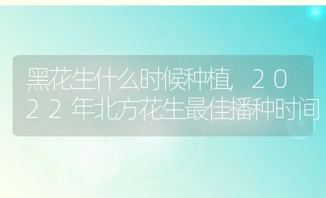 黑花生什么时候种植,2022年北方花生最佳播种时间 | 养殖常见问题