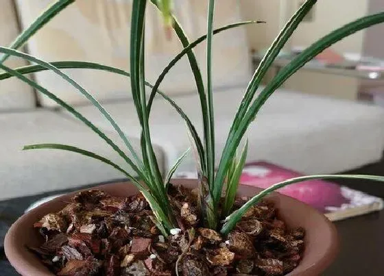 植物常识问题|兰花新芽停止生长的原因