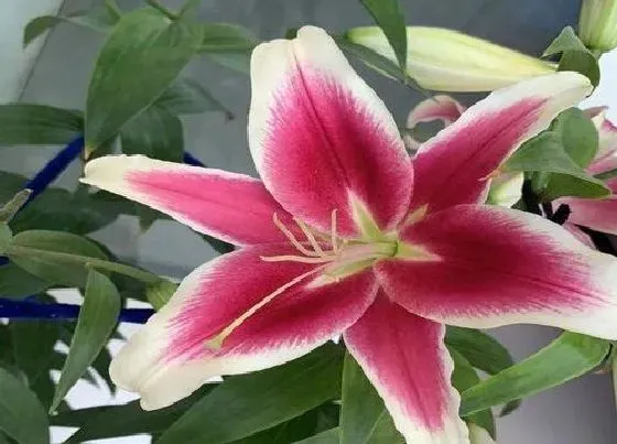 植物常识问题|为什么家里不能养百合花 百合花适合在家里养吗