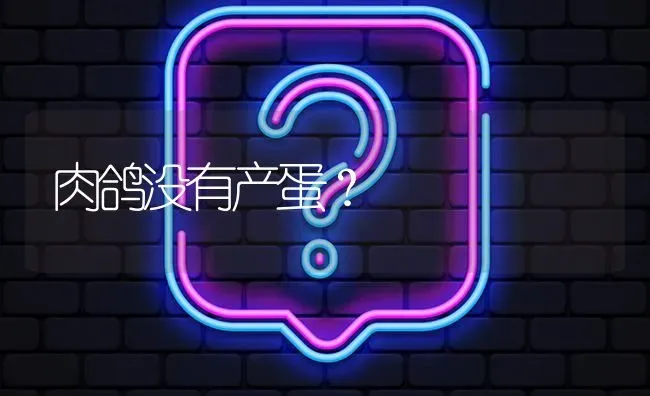 肉鸽没有产蛋? | 养殖问题解答