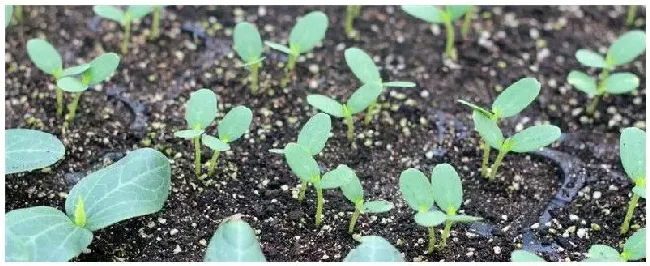 南方露地西瓜种植技术 | 科普知识