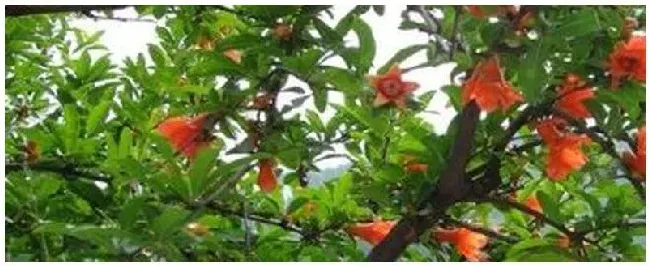 石榴树开花后多久挂果 | 农业问题