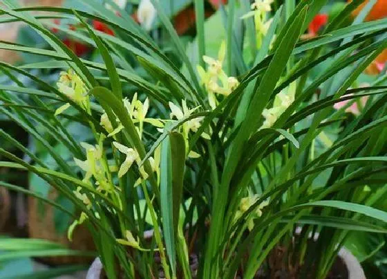 植物常识问题|兰花好养吗