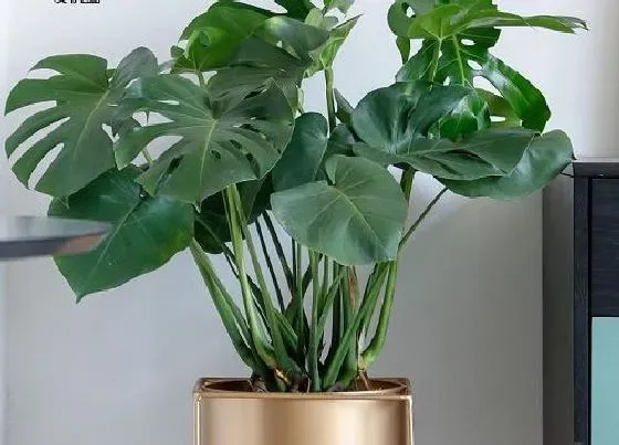 植物常识问题|十大网红绿植 今年最流行最受欢迎的绿植排行