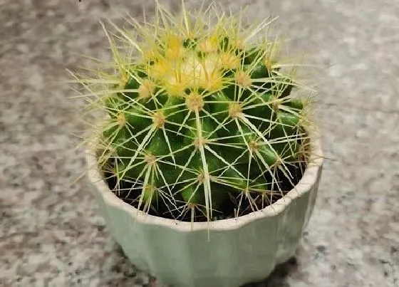 植物常识问题|仙人球的功效与作用及食用方法