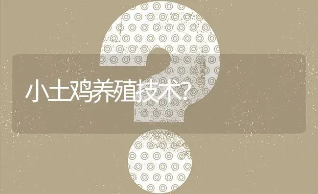 小土鸡养殖技术? | 养殖问题解答