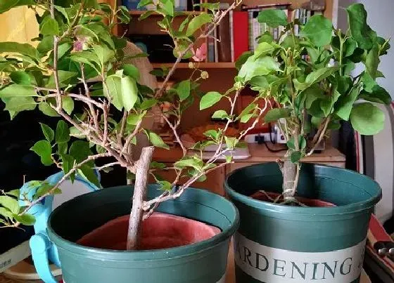 植物常识问题|秋天怎么养三角梅快速开花