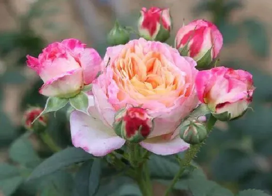 植物常识问题|月季花再开一波花需要怎么养护