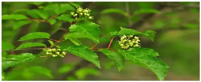 茶条槭种植注意事项 | 科普知识