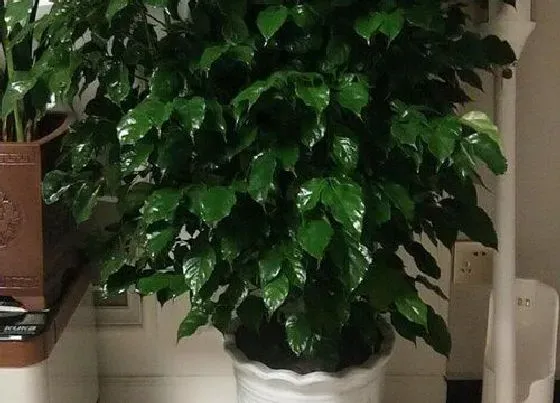 植物常识问题|怎么养护幸福树叶片不发黄