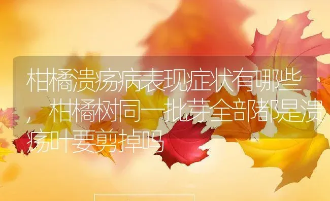 柑橘溃疡病表现症状有哪些,柑橘树同一批芽全部都是溃疡叶要剪掉吗 | 养殖常见问题
