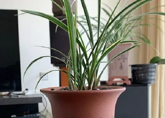 植物常识问题|兰花弱苗怎样养才能出壮芽