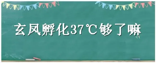 玄凤孵化37℃够了嘛 | 农业答疑