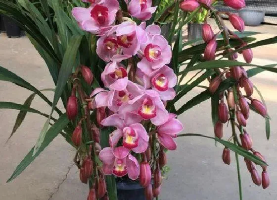 植物常识问题|兰花一般都用什么肥料比较好