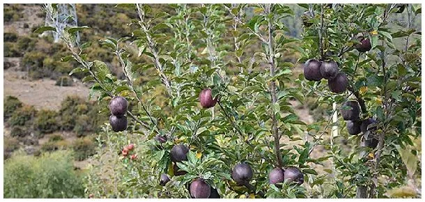 黑钻苹果树苗那里有卖 | 三农问答