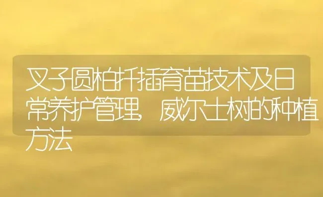 叉子圆柏扦插育苗技术及日常养护管理,威尔士树的种植方法 | 养殖常见问题