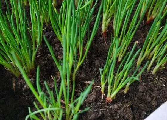 植物常识问题|小香葱的种植方法