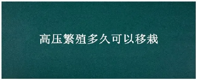 高压繁殖多久可以移栽 | 农业常识