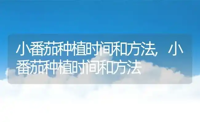 小番茄种植时间和方法,小番茄种植时间和方法 | 养殖常见问题