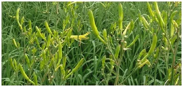 黄花菜四月施肥技术 | 农业问题