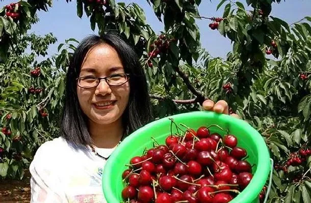 植物常识问题|黄蜜大樱桃特点与种植方法（黄蜜大樱桃的栽培技术要点）