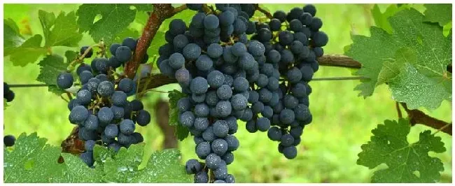 葡萄无核处理特效药都有哪些 | 三农答疑