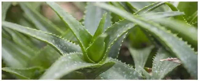 种植芦荟该注意事项 | 农业问题