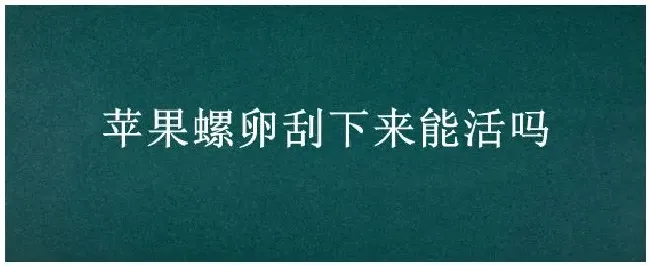苹果螺卵刮下来能活吗 | 生活常识