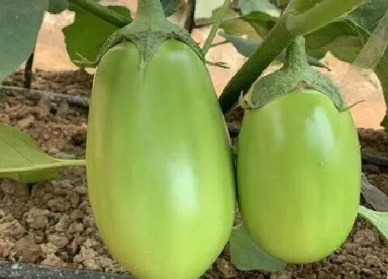 植物常识问题|绿茄子和紫茄子的区别
