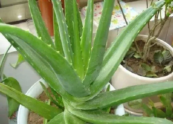 植物常识问题|芦荟品种有哪些 最好的芦荟品种图片