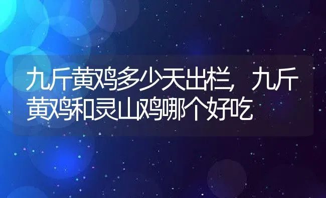 九斤黄鸡多少天出栏,九斤黄鸡和灵山鸡哪个好吃 | 养殖常见问题