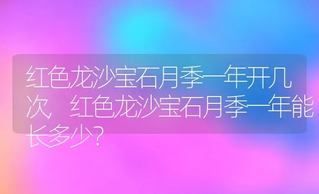 红色龙沙宝石月季一年开几次,红色龙沙宝石月季一年能长多少？ | 养殖常见问题