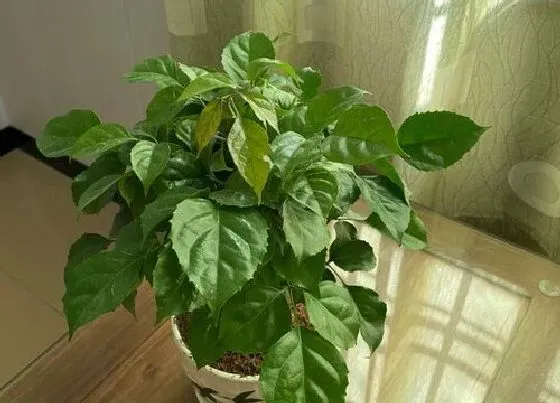 植物常识问题|怎么养护幸福树叶片不发黄