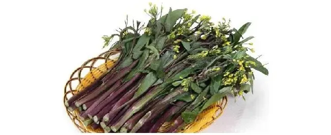 菜苔怎么施肥 | 农业答疑