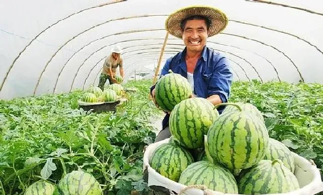 植物常识问题|如何种植提高西瓜产量和品质（西瓜怎么施肥能增产增甜）