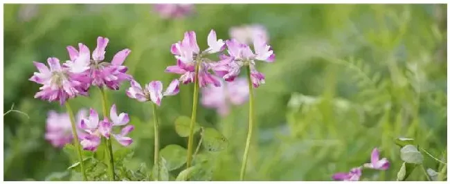 种植紫云英的注意事项 | 三农答疑