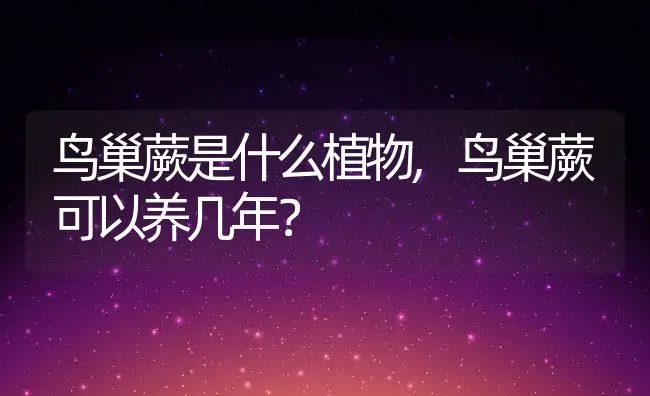 鸟巢蕨是什么植物,鸟巢蕨可以养几年？ | 养殖常见问题