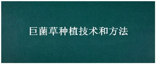 巨菌草种植技术和方法 | 生活常识