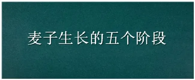 麦子生长的五个阶段 | 农业问题