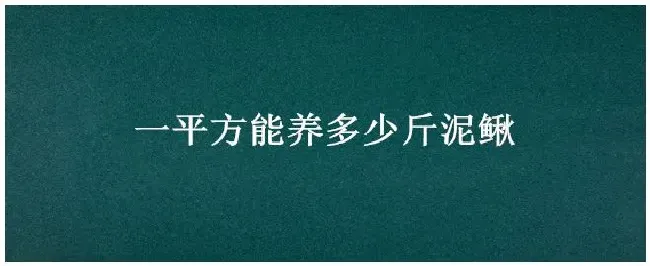 一平方能养多少斤泥鳅 | 农业问题